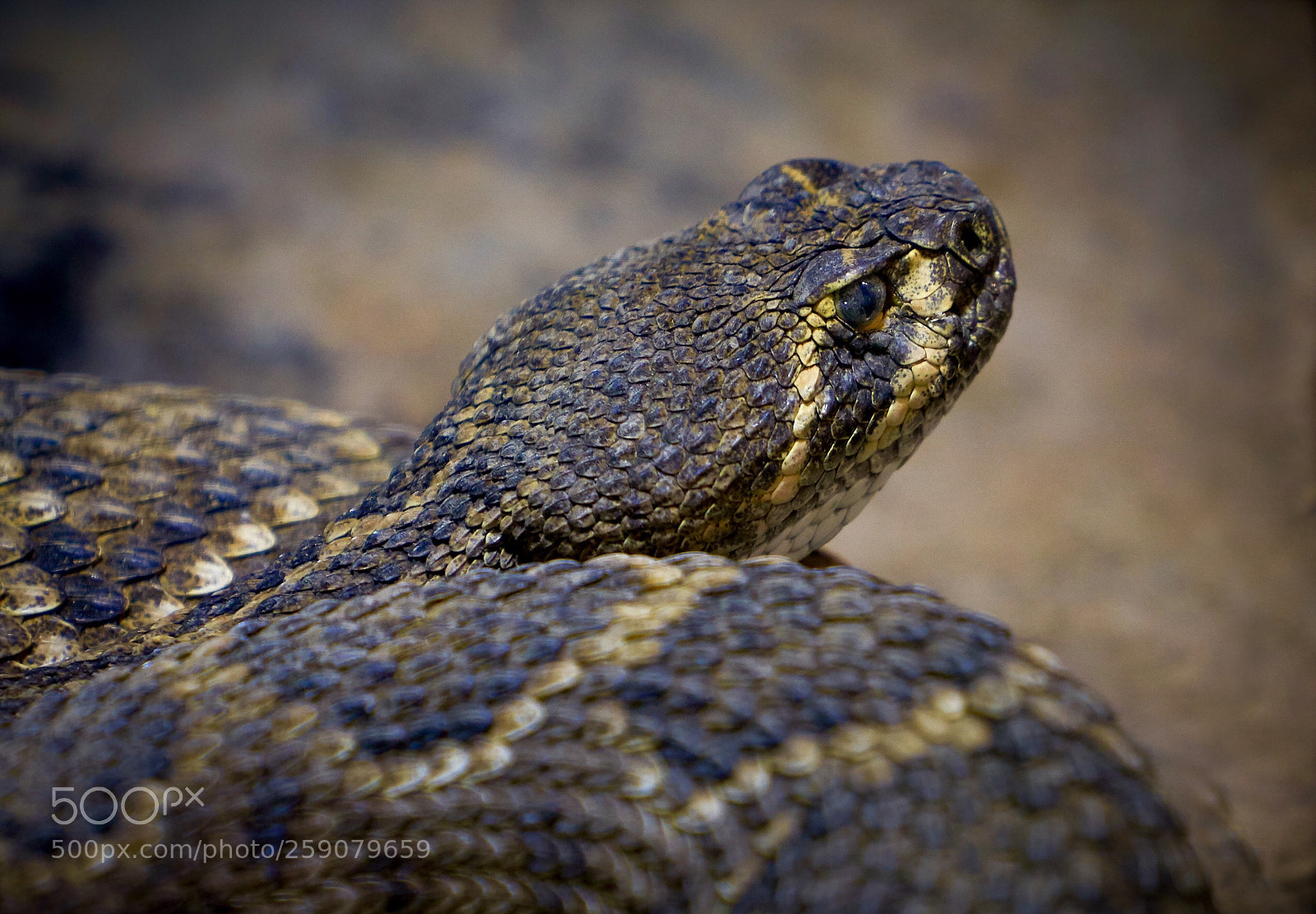 Sony a7R III sample photo. Rattlesnake photography