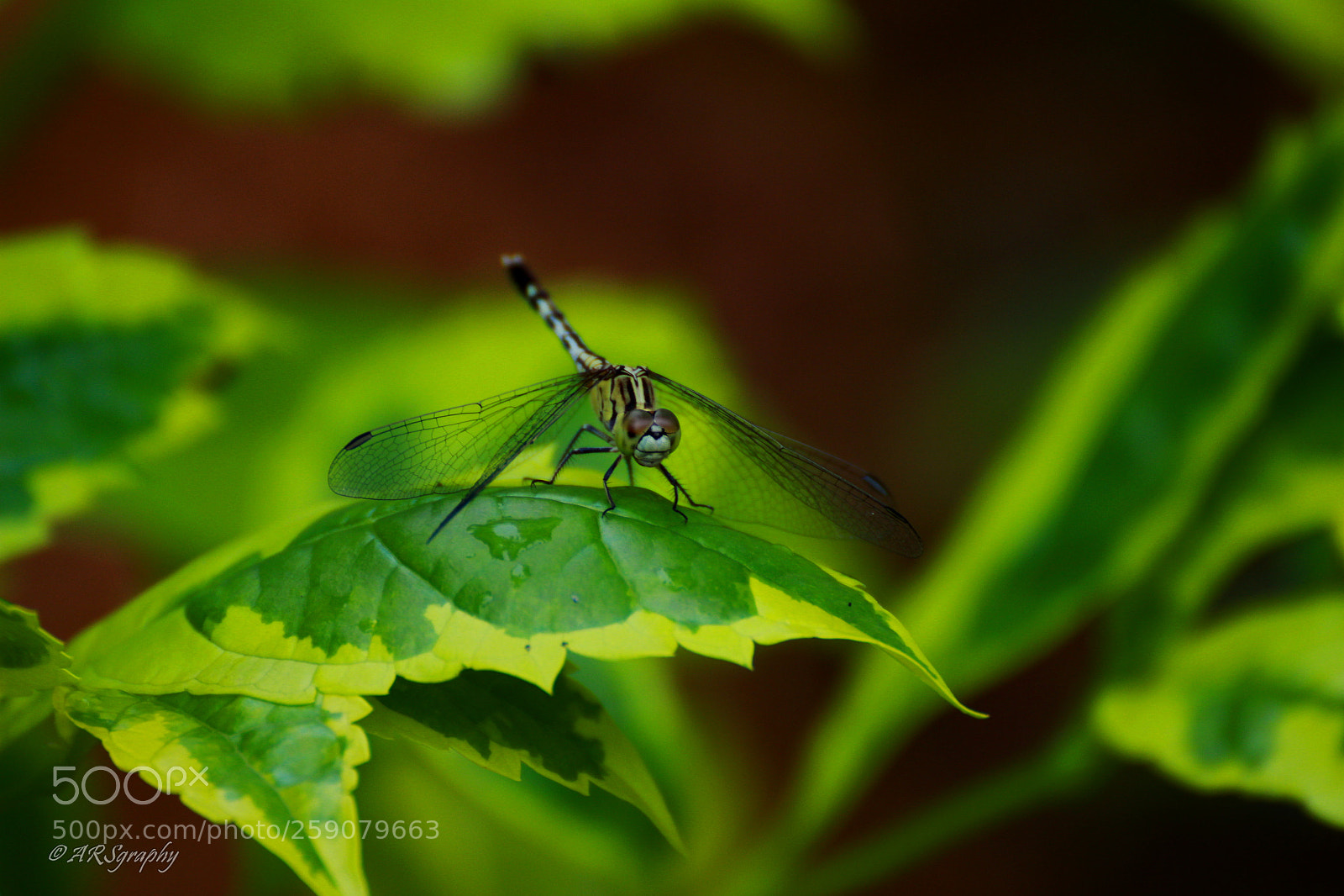 Canon EOS 600D (Rebel EOS T3i / EOS Kiss X5) sample photo. Dragon fly photography