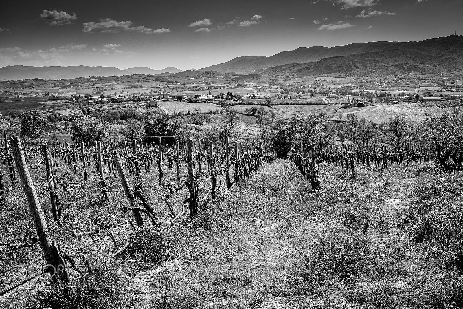 Fujifilm X-T2 sample photo. Vineyard in montefalco, italy photography
