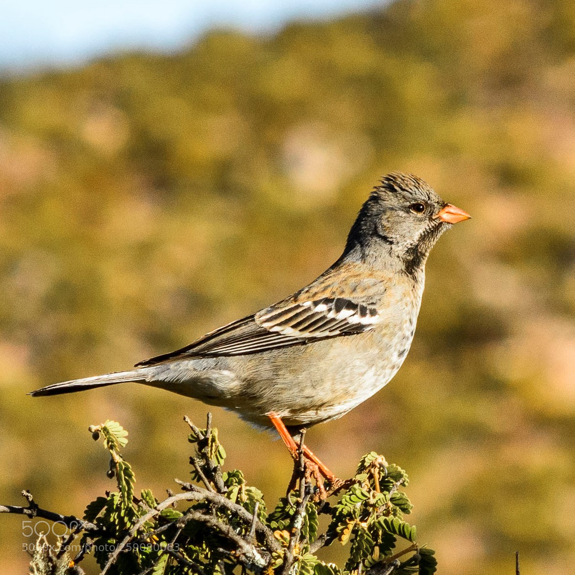 Nikon D7100 sample photo. Sparrow photography