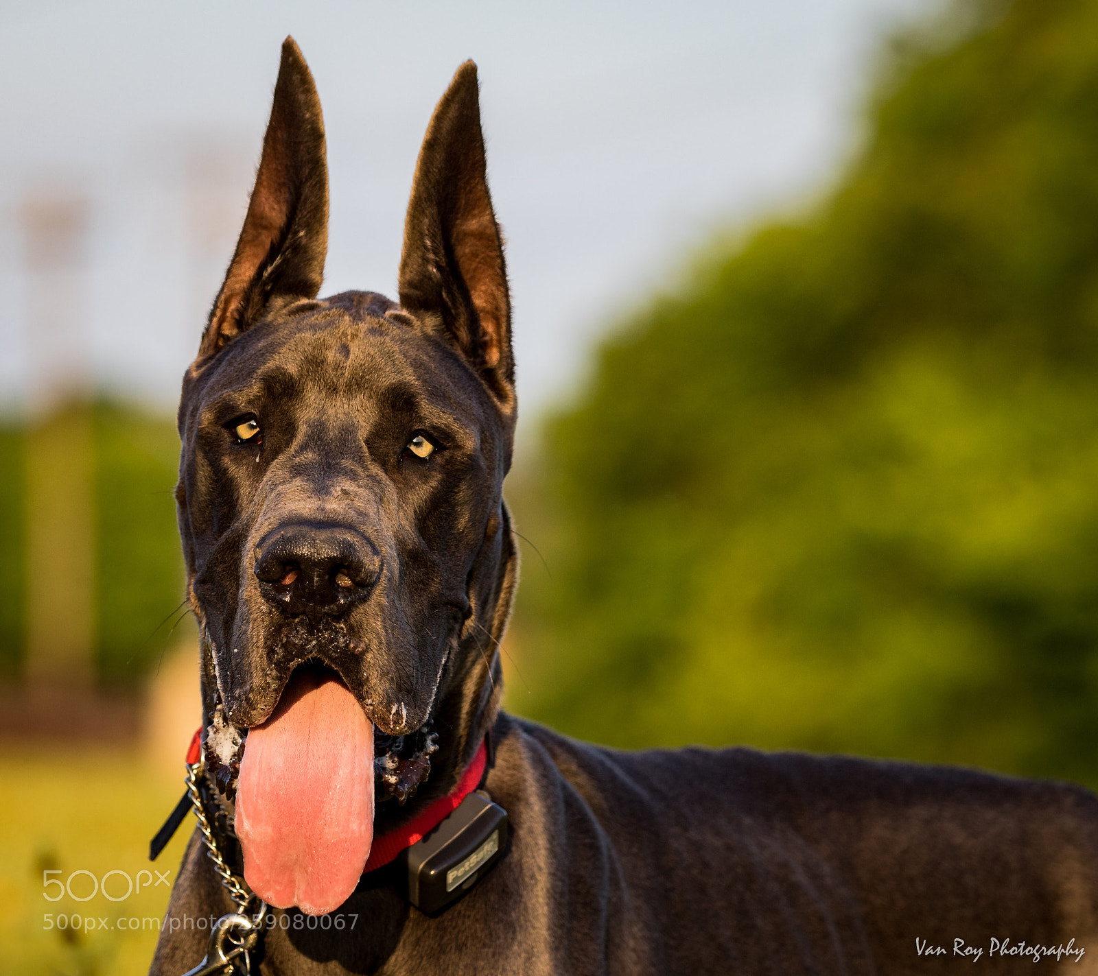 Canon EOS 7D Mark II sample photo. Untitled photography