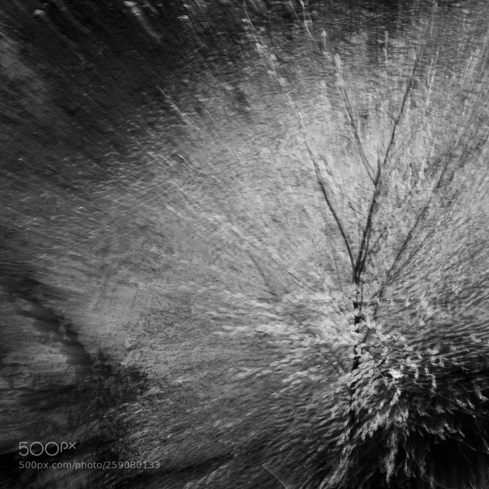 Fujifilm GFX 50S sample photo. Tree splash photography