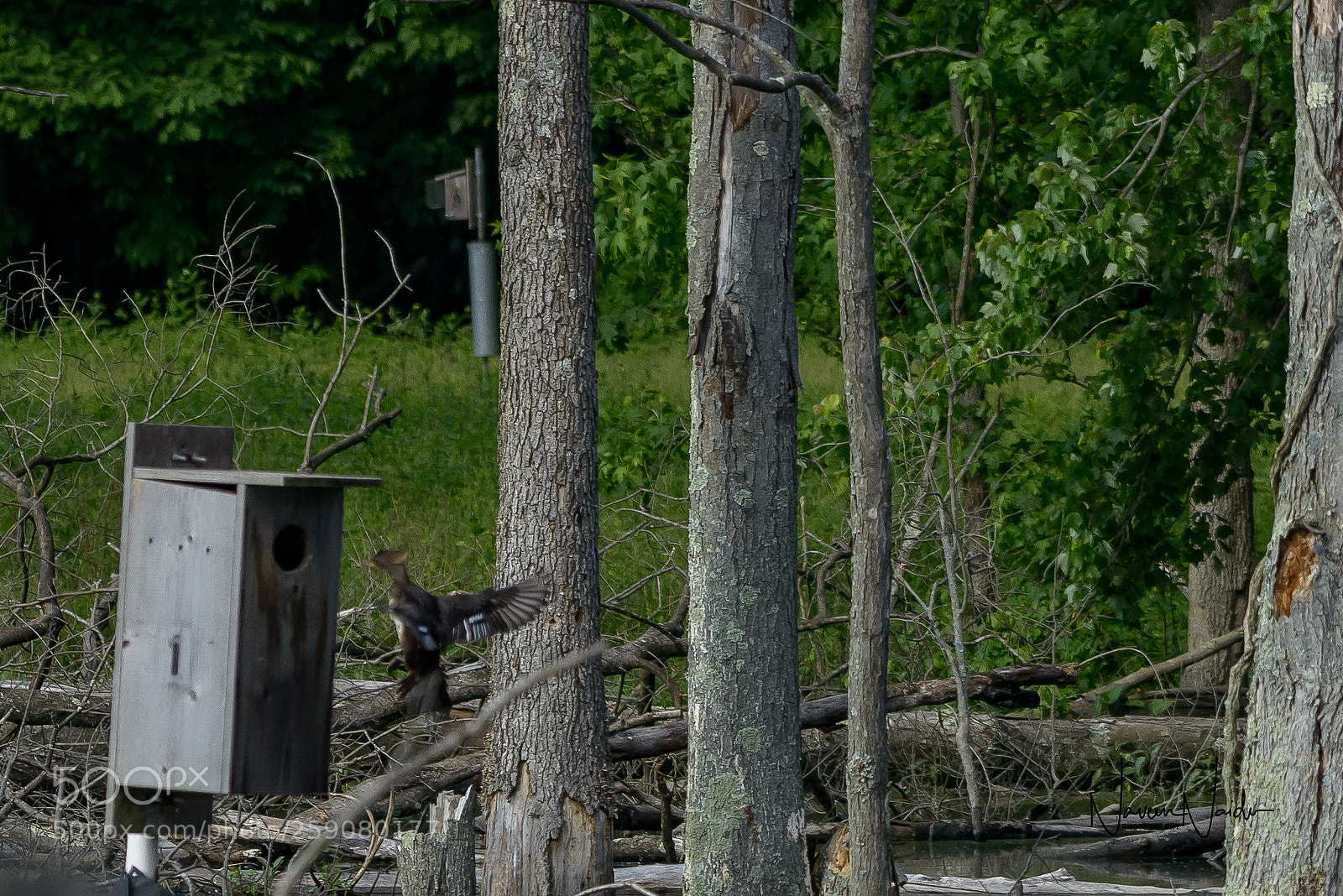 Nikon D800 sample photo. Hooded merganser approaching its photography