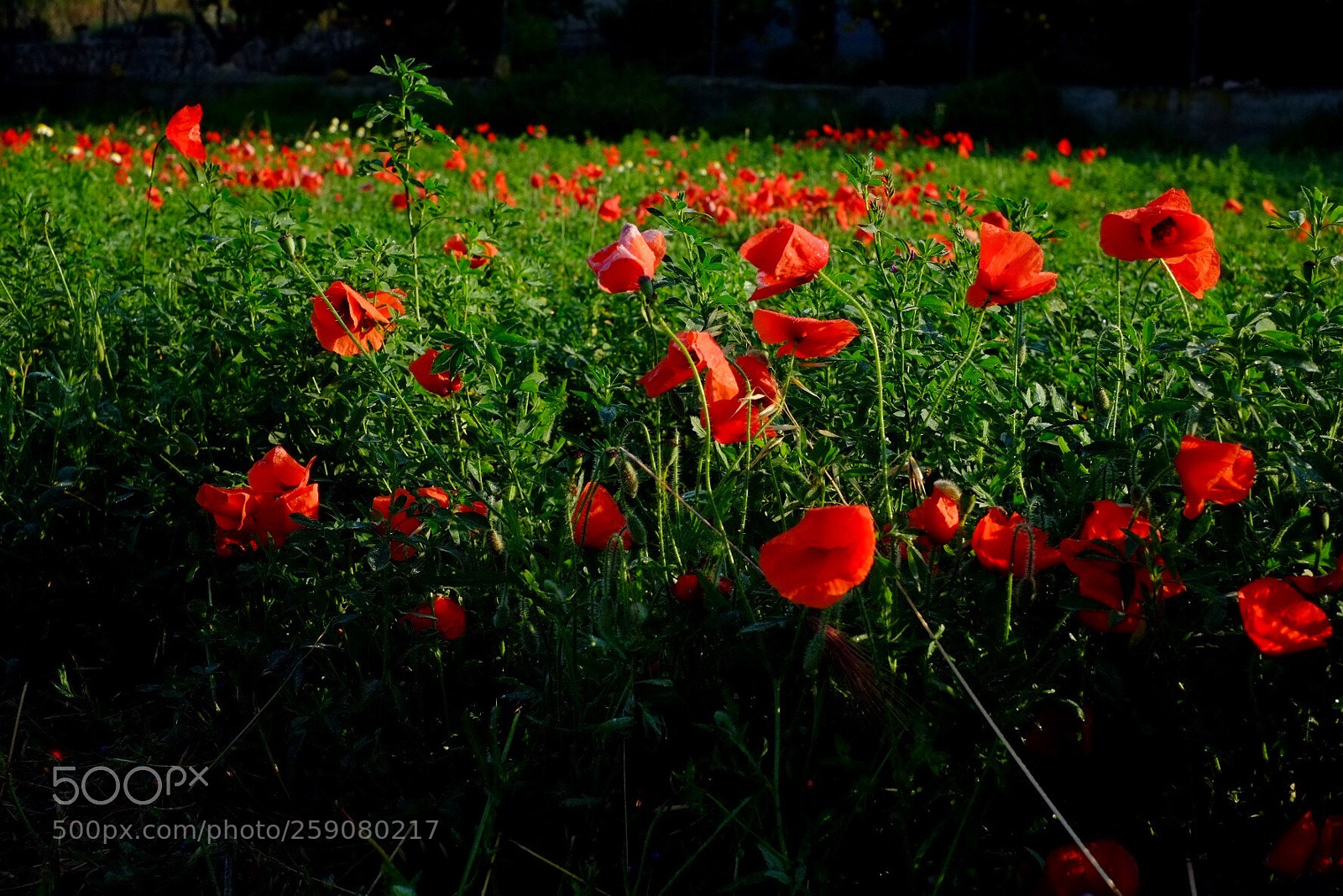 Fujifilm X-E1 sample photo. Untitled photography