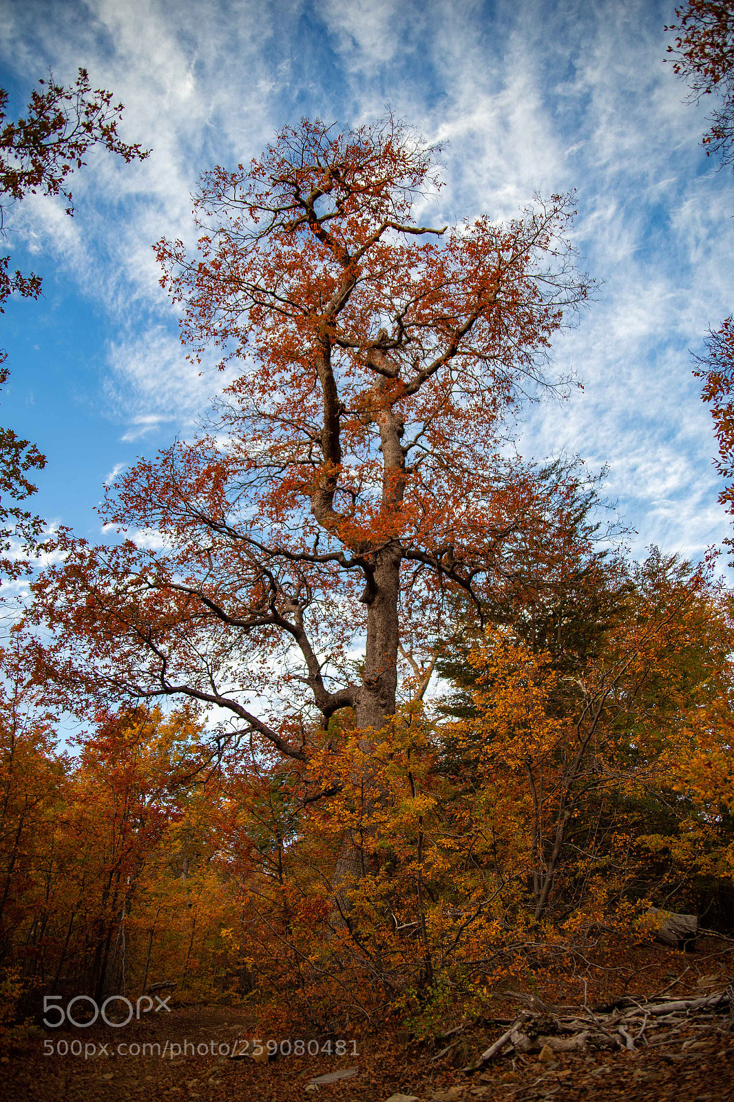 Canon EOS 6D sample photo. Árbol de otoño photography