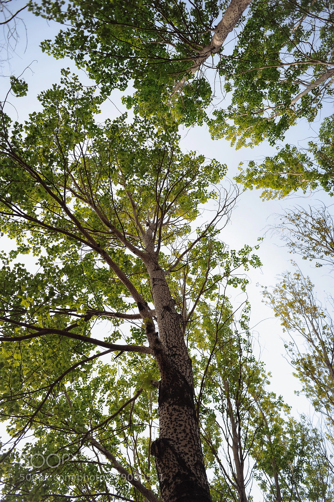 Nikon D700 sample photo. Look up ? photography