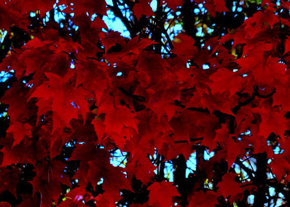 Canon PowerShot SX120 IS sample photo. Red on blue photography