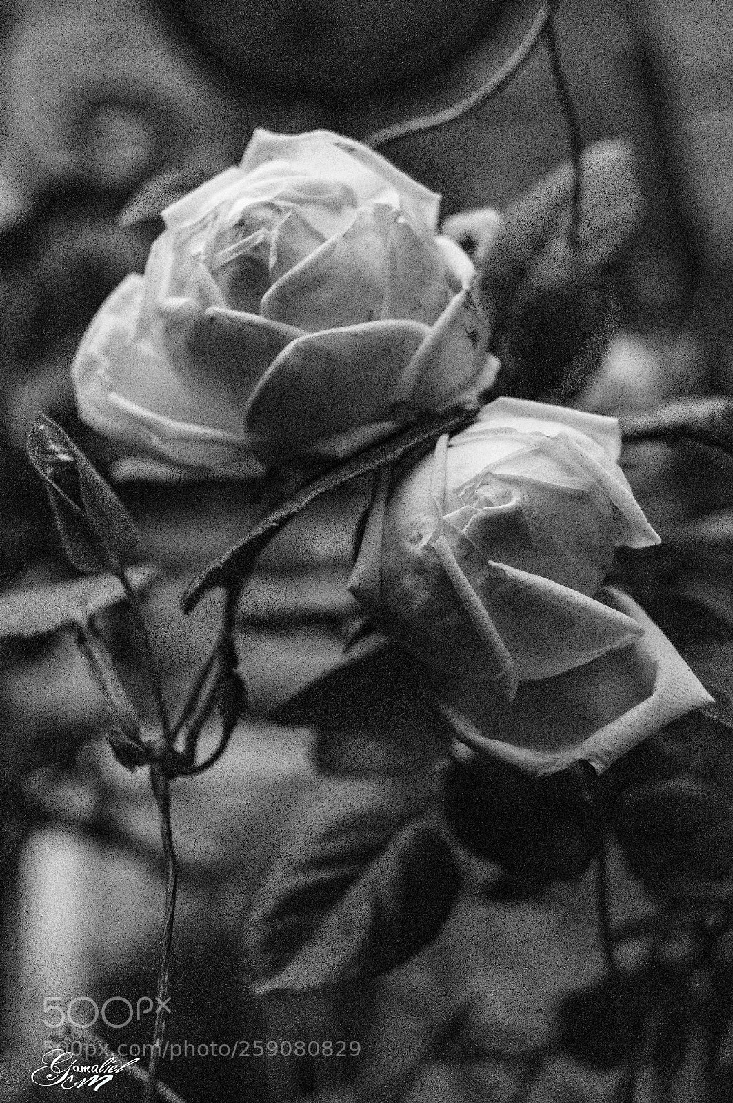 Sony SLT-A37 sample photo. Rosas photography