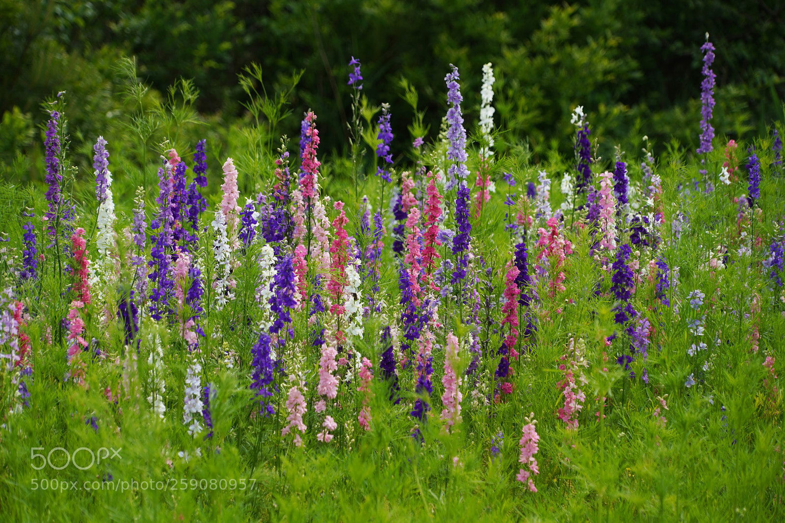 Sony a7R III sample photo. Rocket larkspur photography