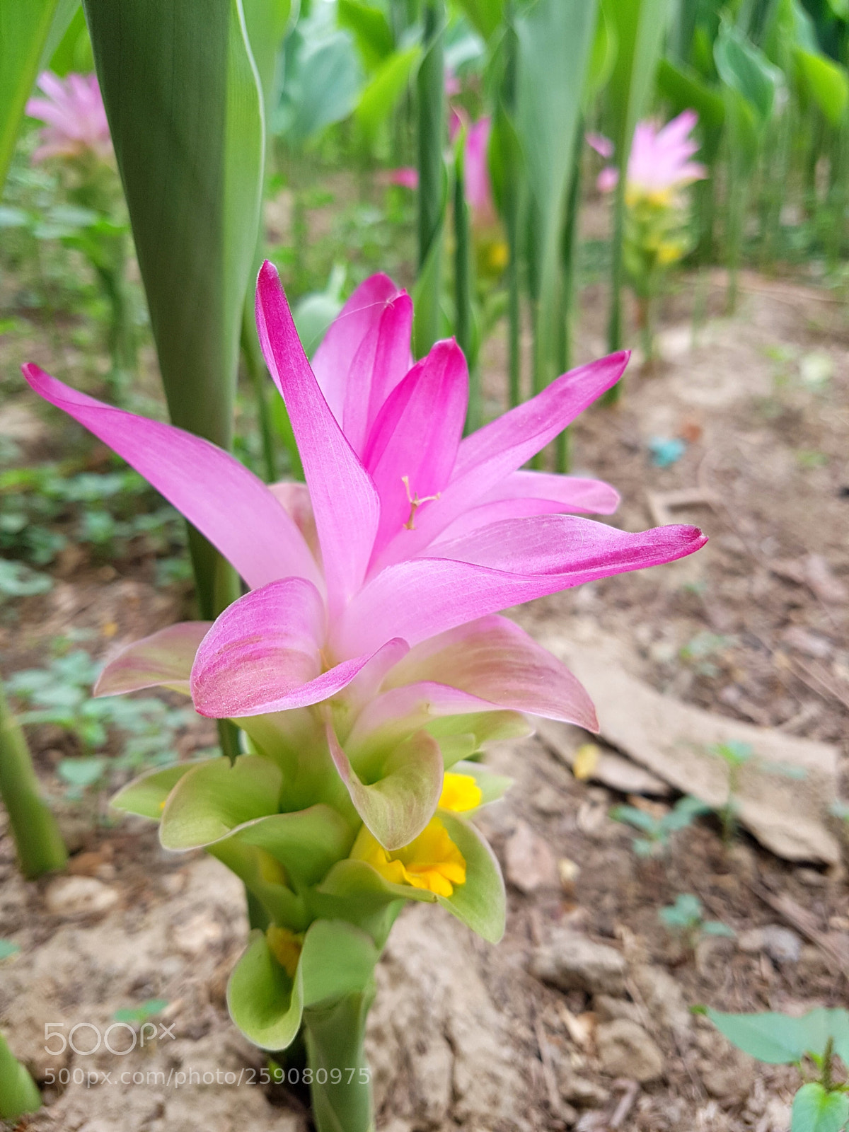Samsung Galaxy S7 Edge sample photo. Untitled photography