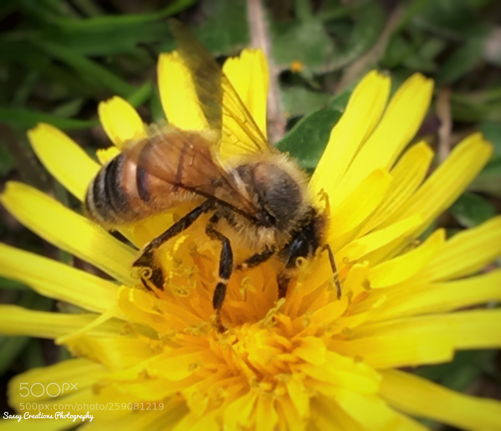 Apple iPhone 6s Plus sample photo. Untitled photography