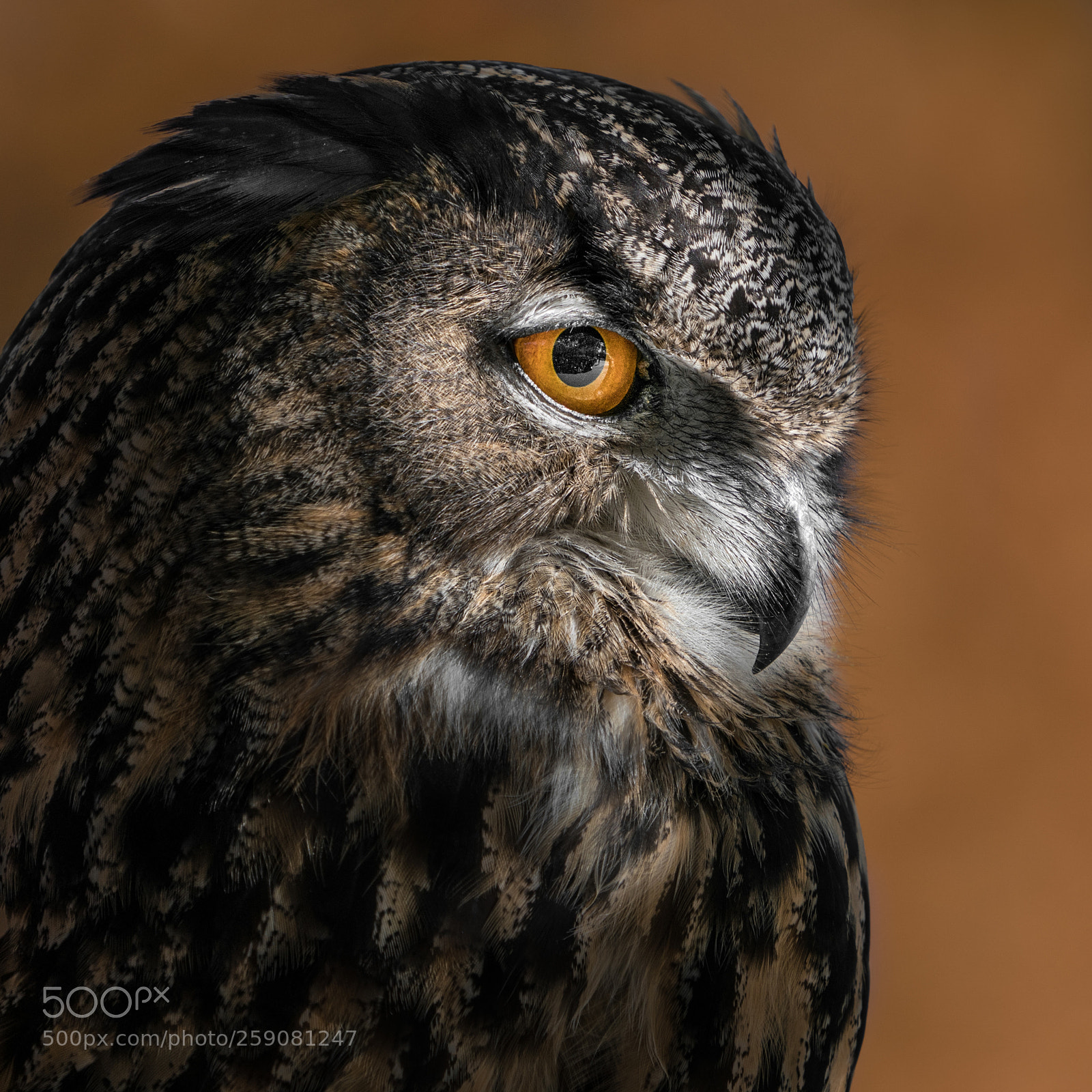 Sony a9 sample photo. Eurasian eagle owl vi photography