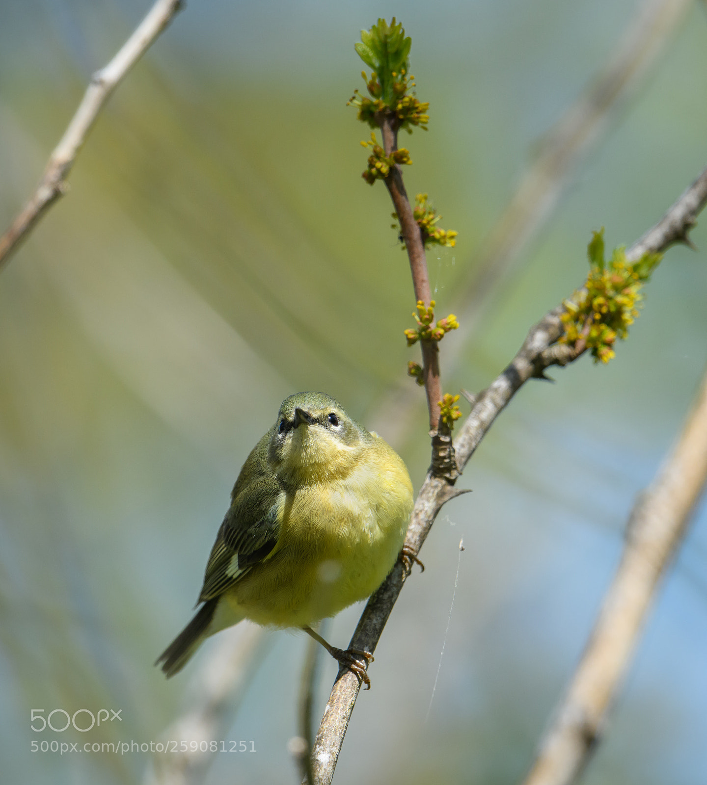 Nikon D850 sample photo. Black throated blue warbler photography