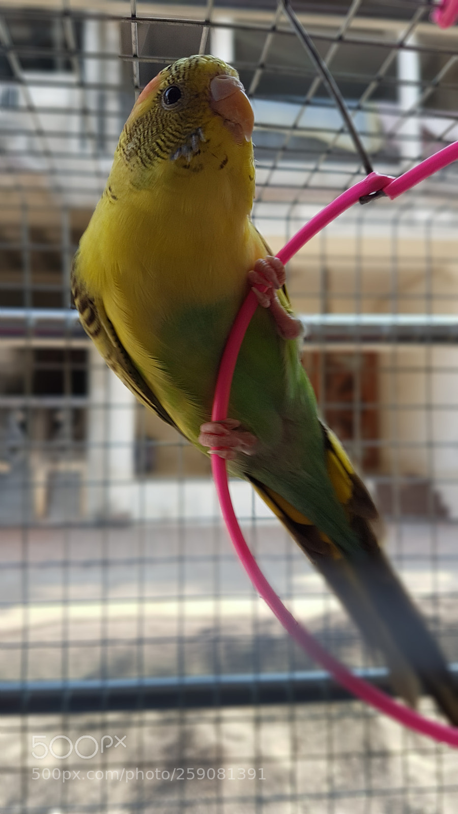 Samsung Galaxy S7 Edge sample photo. Hanging parrot photography