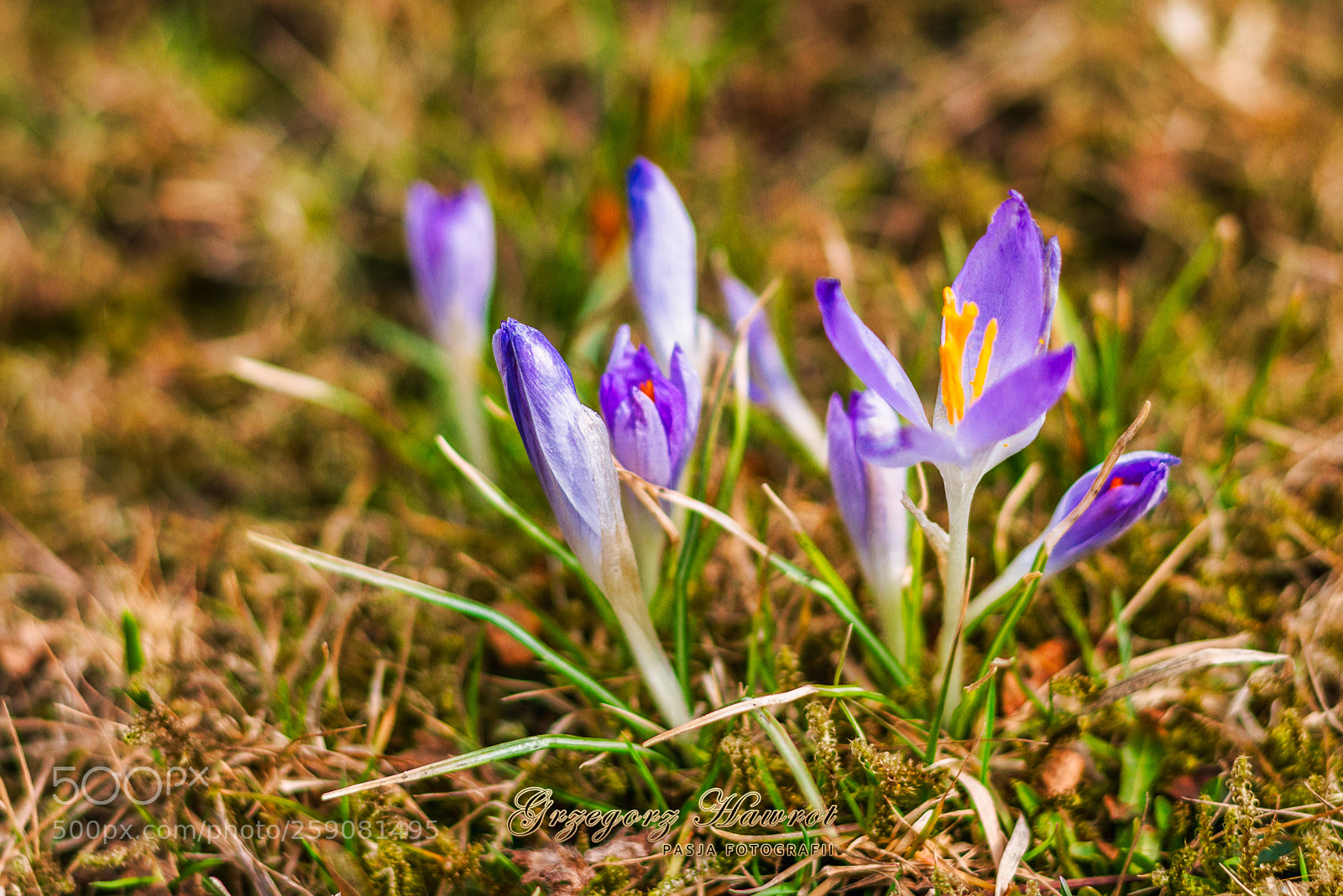 Nikon D800 sample photo. Wiosenne krokusy park chopina photography