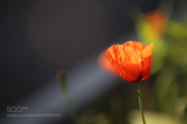 Canon EOS 6D + Canon EF 24-70mm F2.8L USM sample photo. Img photography