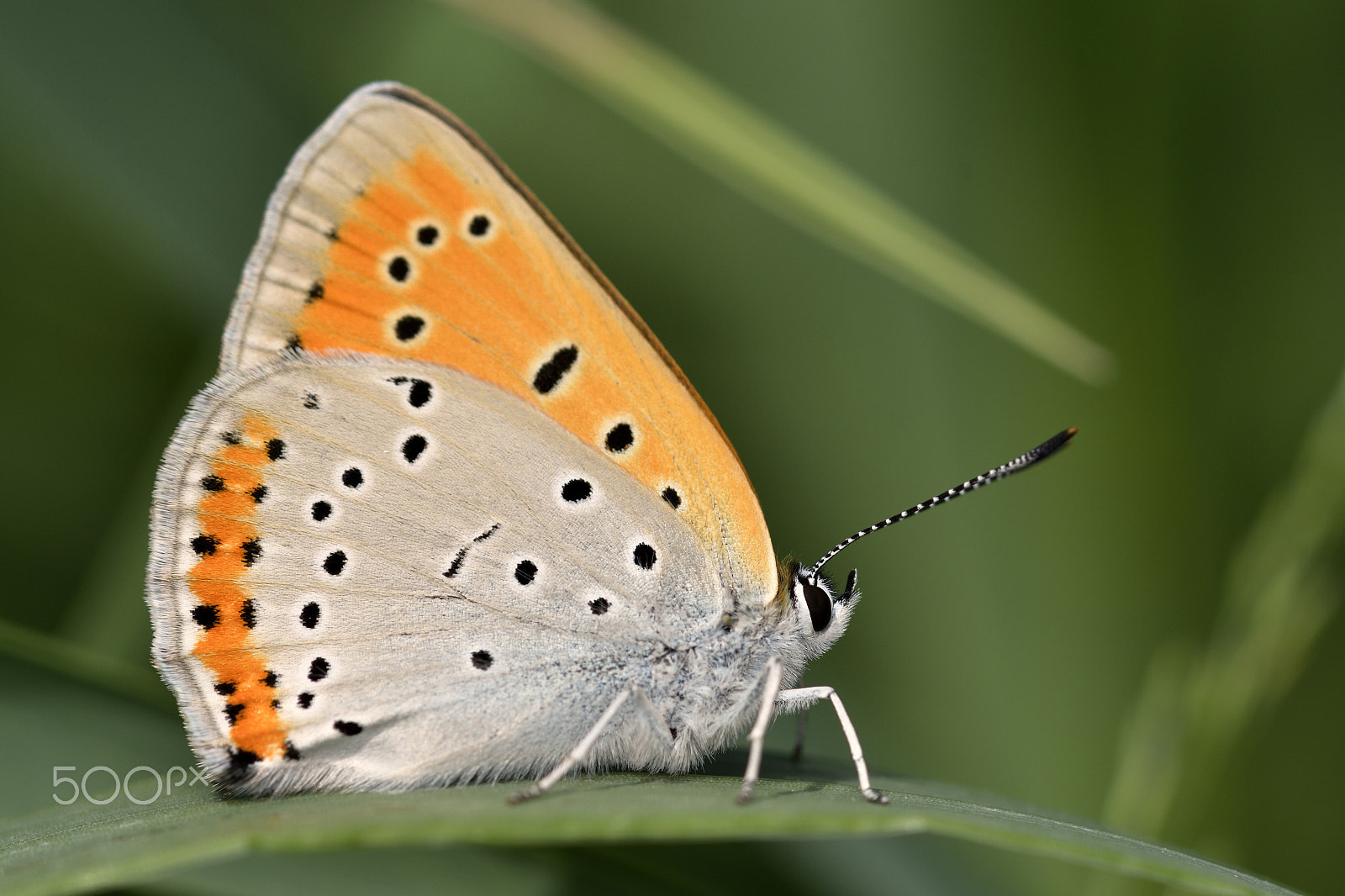 Nikon AF-S Micro-Nikkor 105mm F2.8G IF-ED VR sample photo. Butterfly photography