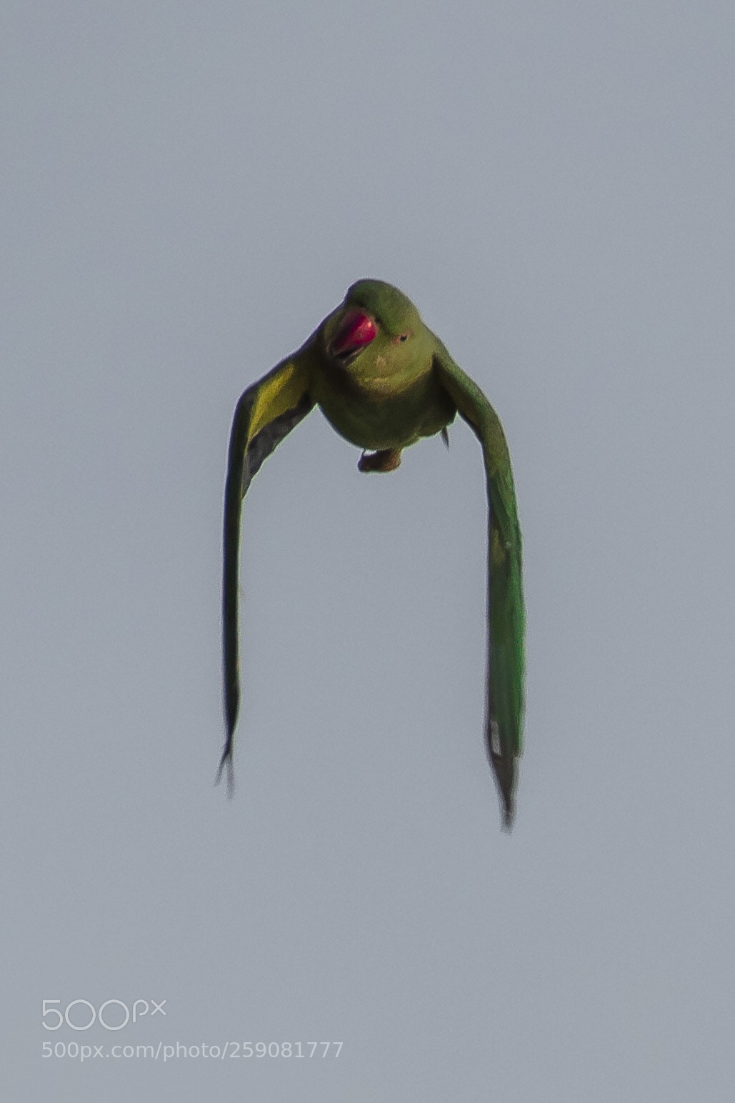 Nikon D500 sample photo. Flying parakeet  photography