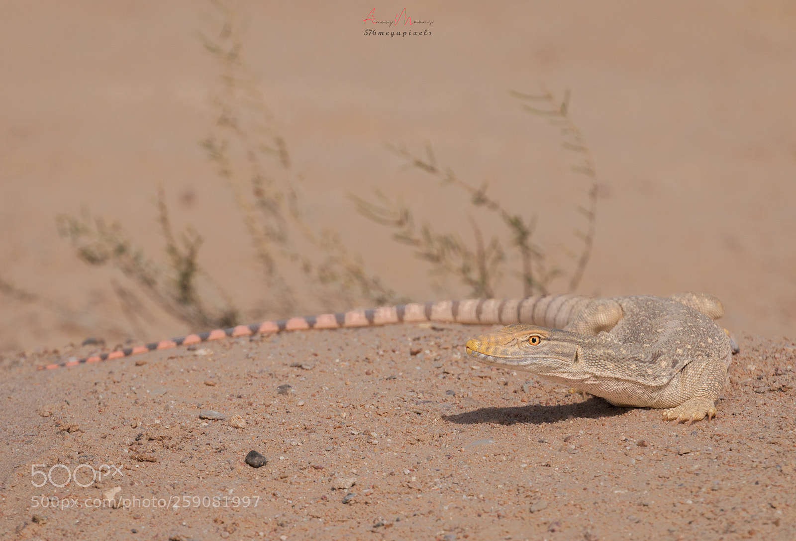 Canon EOS 70D sample photo. Desert monitor photography