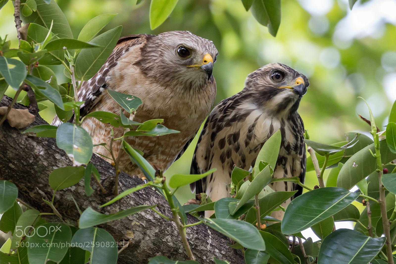 Canon EOS 5D Mark IV sample photo. Hawks photography