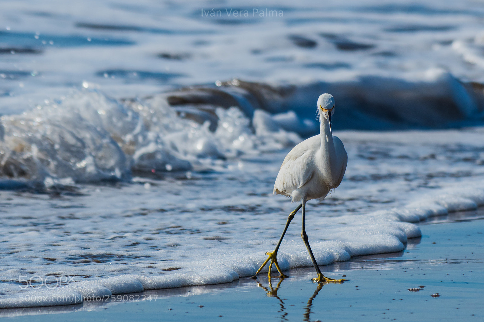 Nikon D500 sample photo. Egret photography