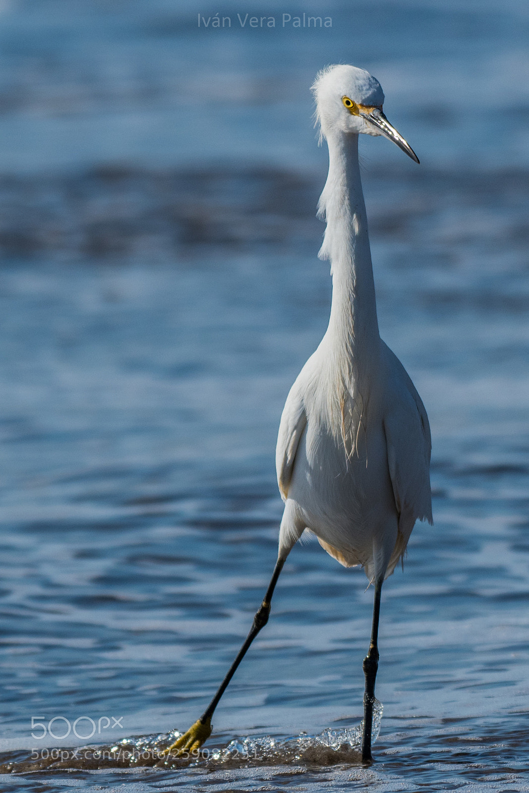 Nikon D500 sample photo. Reiher photography