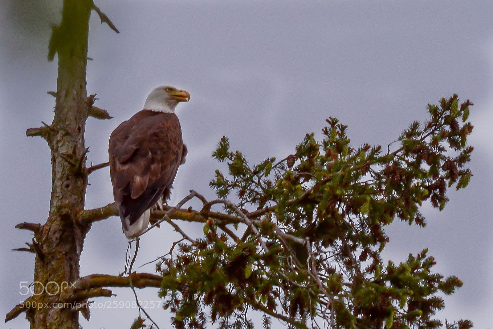 Nikon D3100 sample photo. Eagle photography