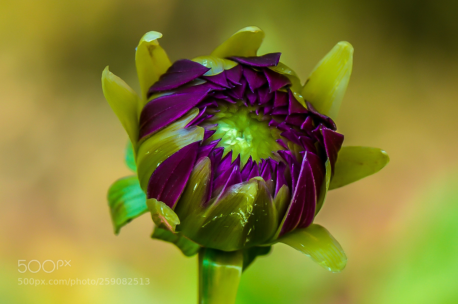 Nikon D7000 sample photo. Welcome to spring time photography