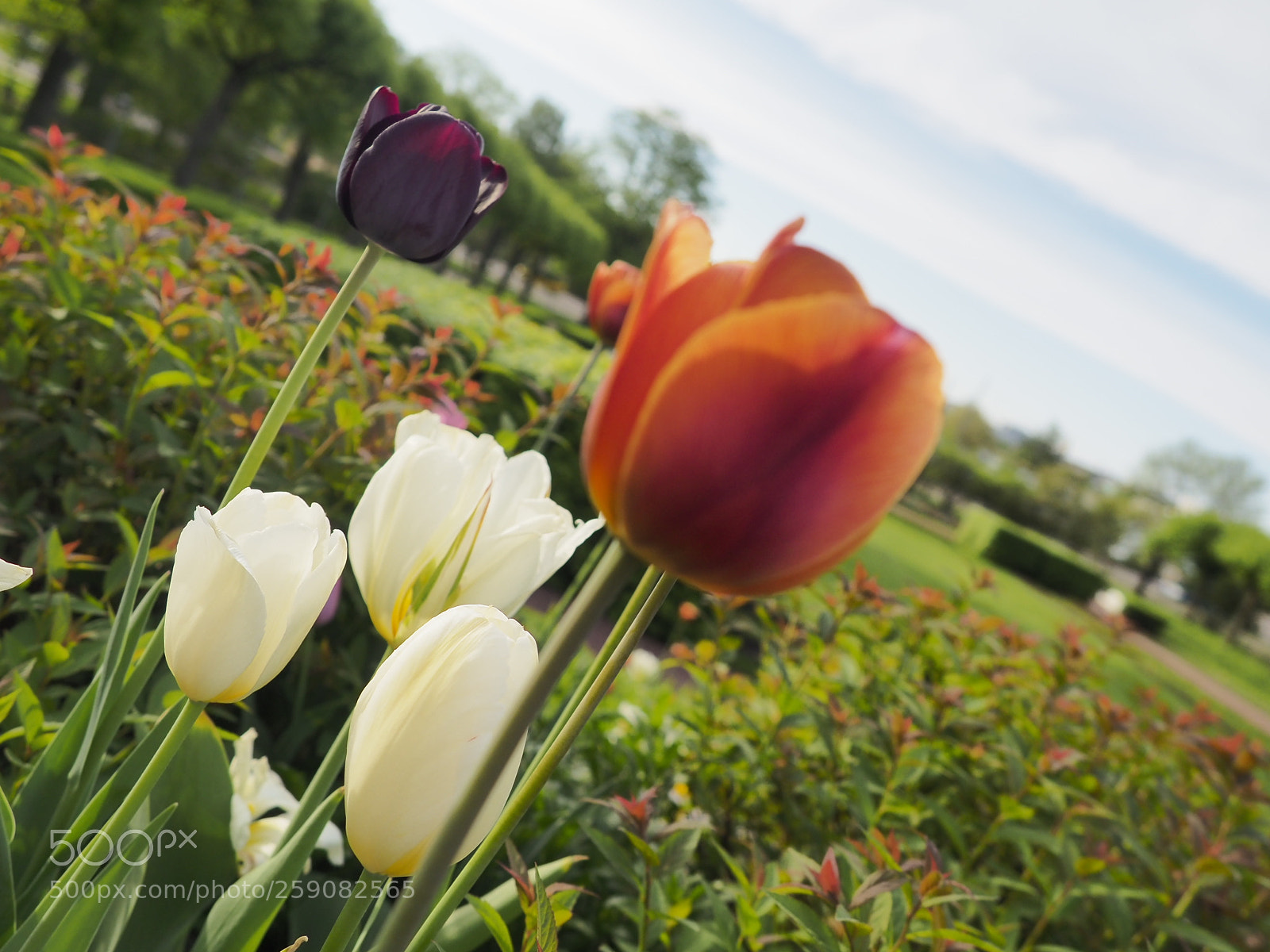Olympus OM-D E-M10 II sample photo. Tulips photography