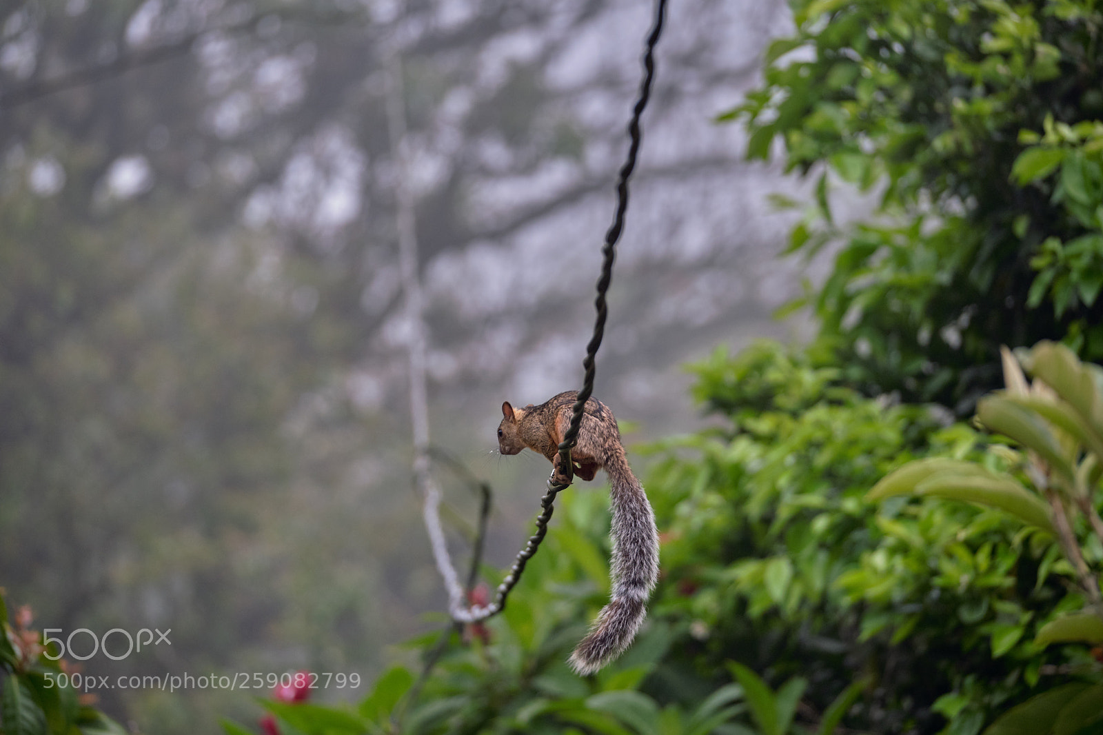 Fujifilm X-T2 sample photo. Cloud forest squirrel photography
