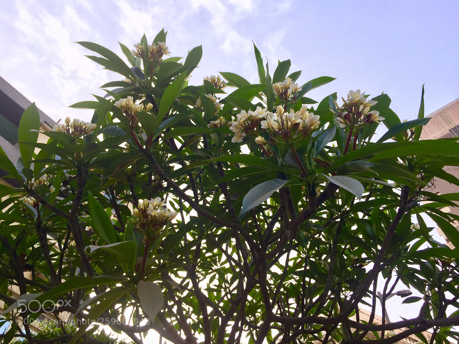 Apple iPhone 6 Plus sample photo. Creation of allah photography