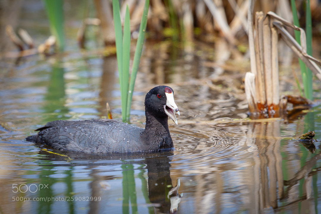Canon EOS-1D Mark IV sample photo. American coot photography
