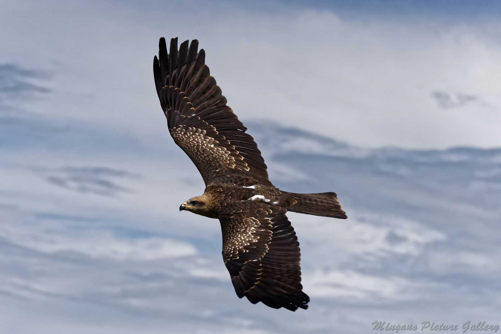 Nikon D750 sample photo. Adler photography