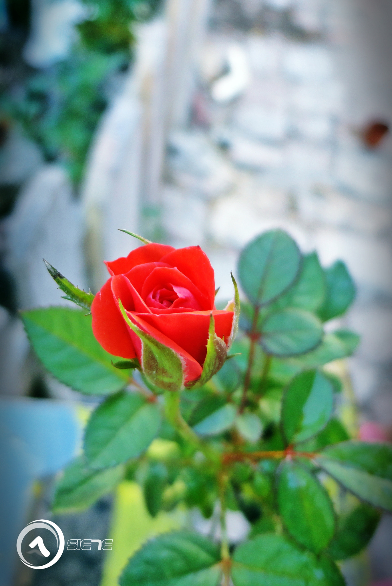 Sony Cyber-shot DSC-W570 sample photo. Rosas photography