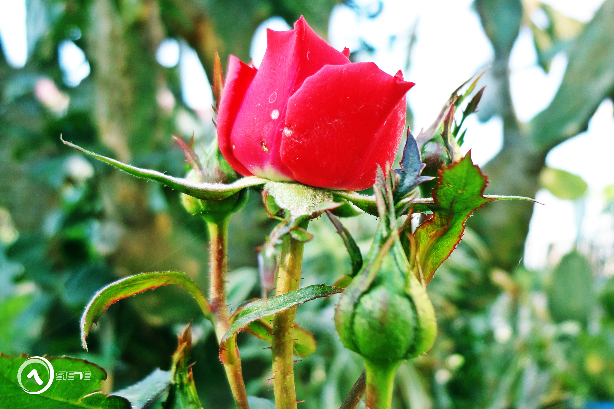 Sony Cyber-shot DSC-W570 sample photo. Rosas photography
