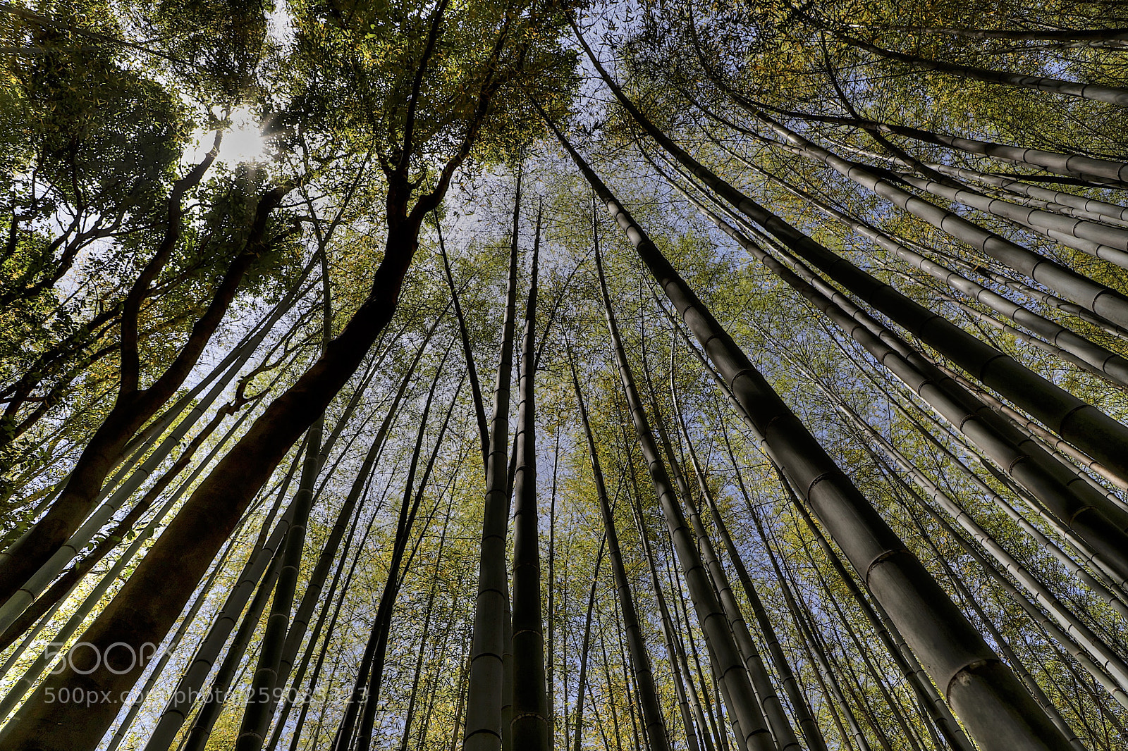 Canon EOS 6D Mark II sample photo. The bamboo grove photography