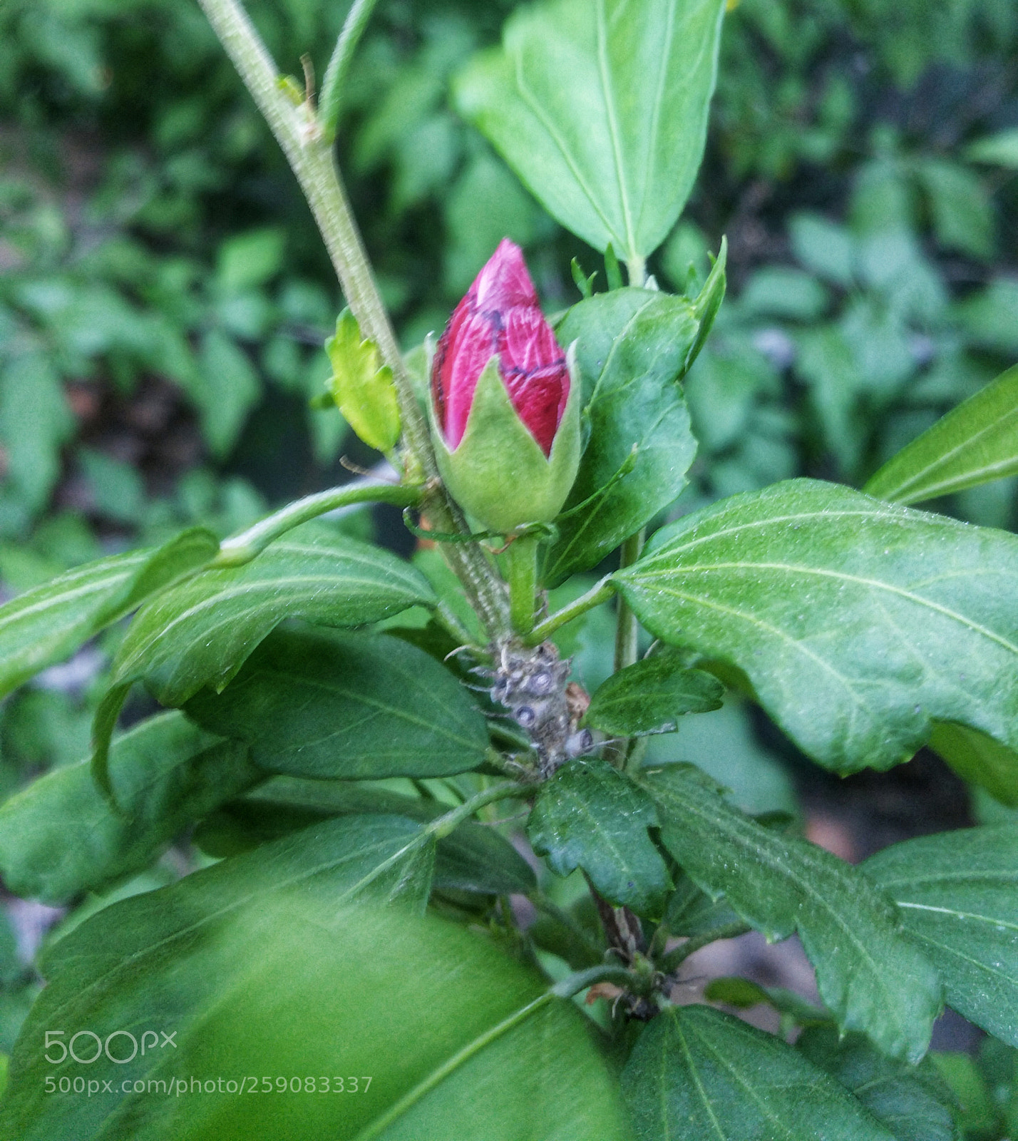 Samsung Galaxy Note4 sample photo. Just budding photography