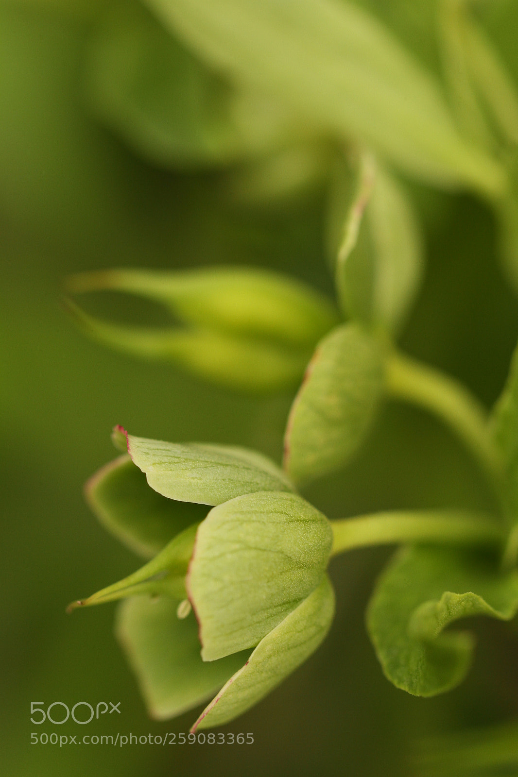 Canon EOS 7D sample photo. Two flowers photography