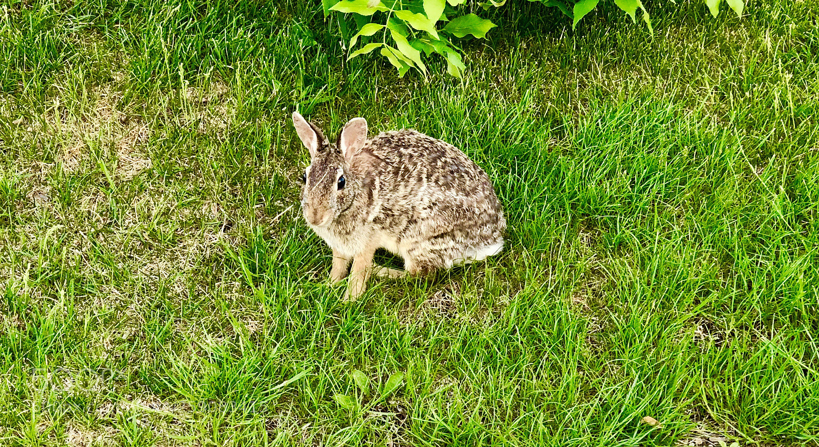 Apple iPhone X sample photo. Rabbit in green grass photography