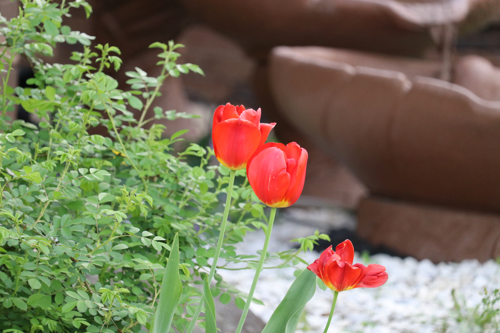 Canon EF-S 55-250mm F4-5.6 IS STM sample photo
