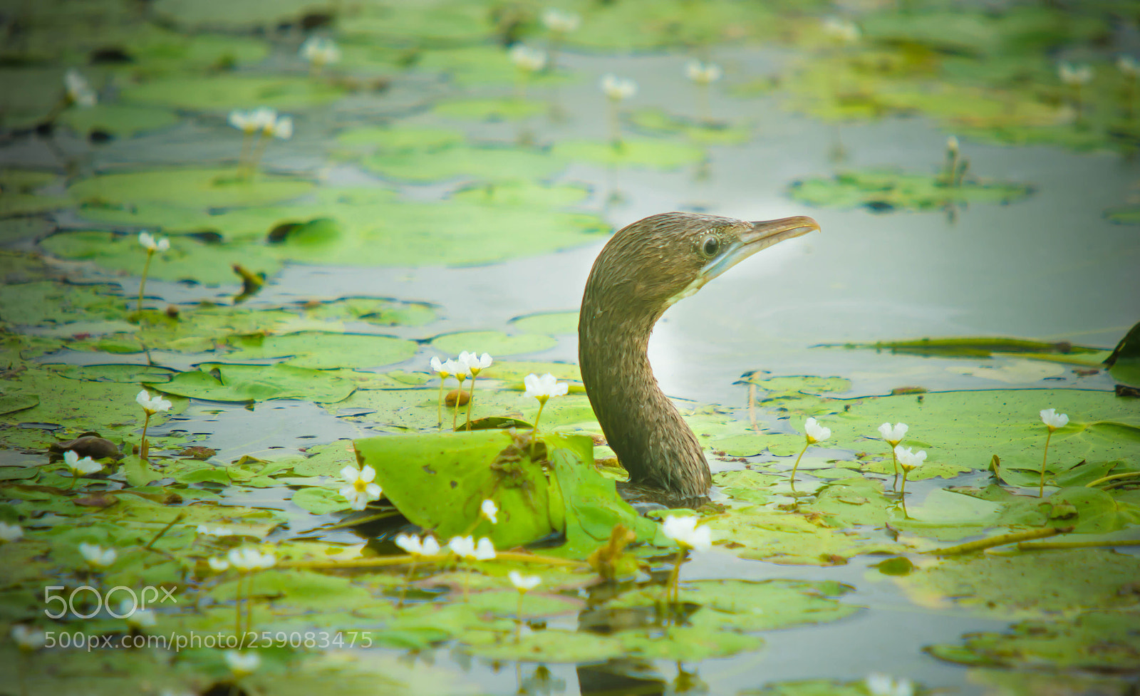 Nikon D7000 sample photo. Untitled photography