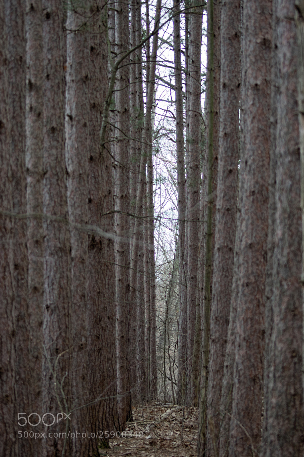 Sony SLT-A68 sample photo. Between the trees photography