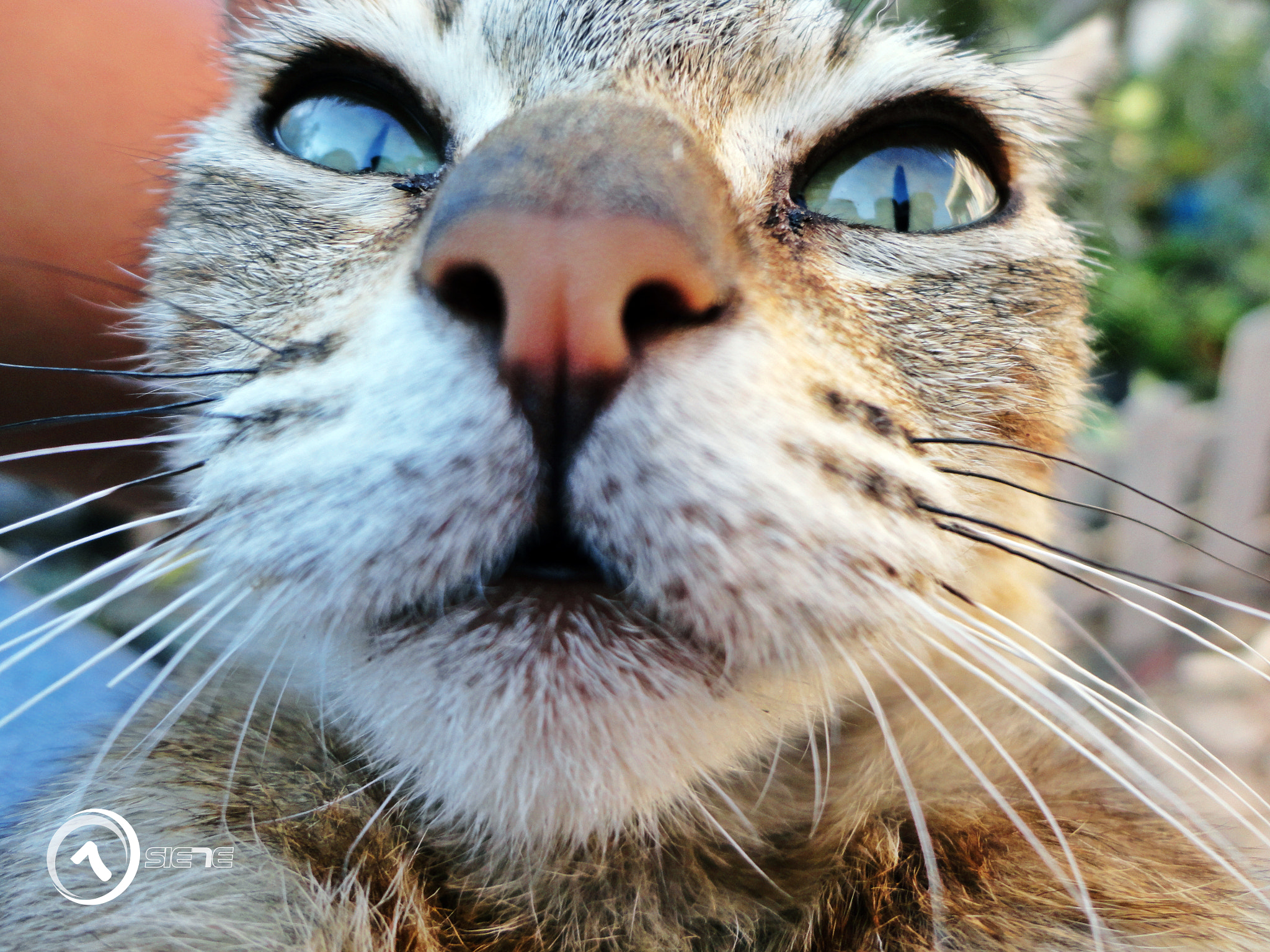 Sony Cyber-shot DSC-W570 sample photo. Gatito photography
