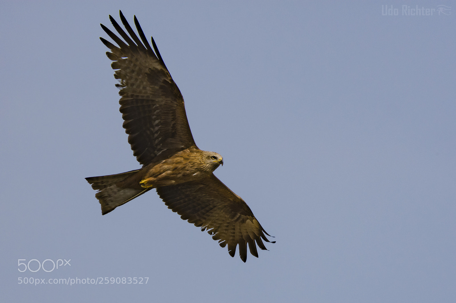 Nikon D7200 sample photo. 'black kite milvus migrans photography