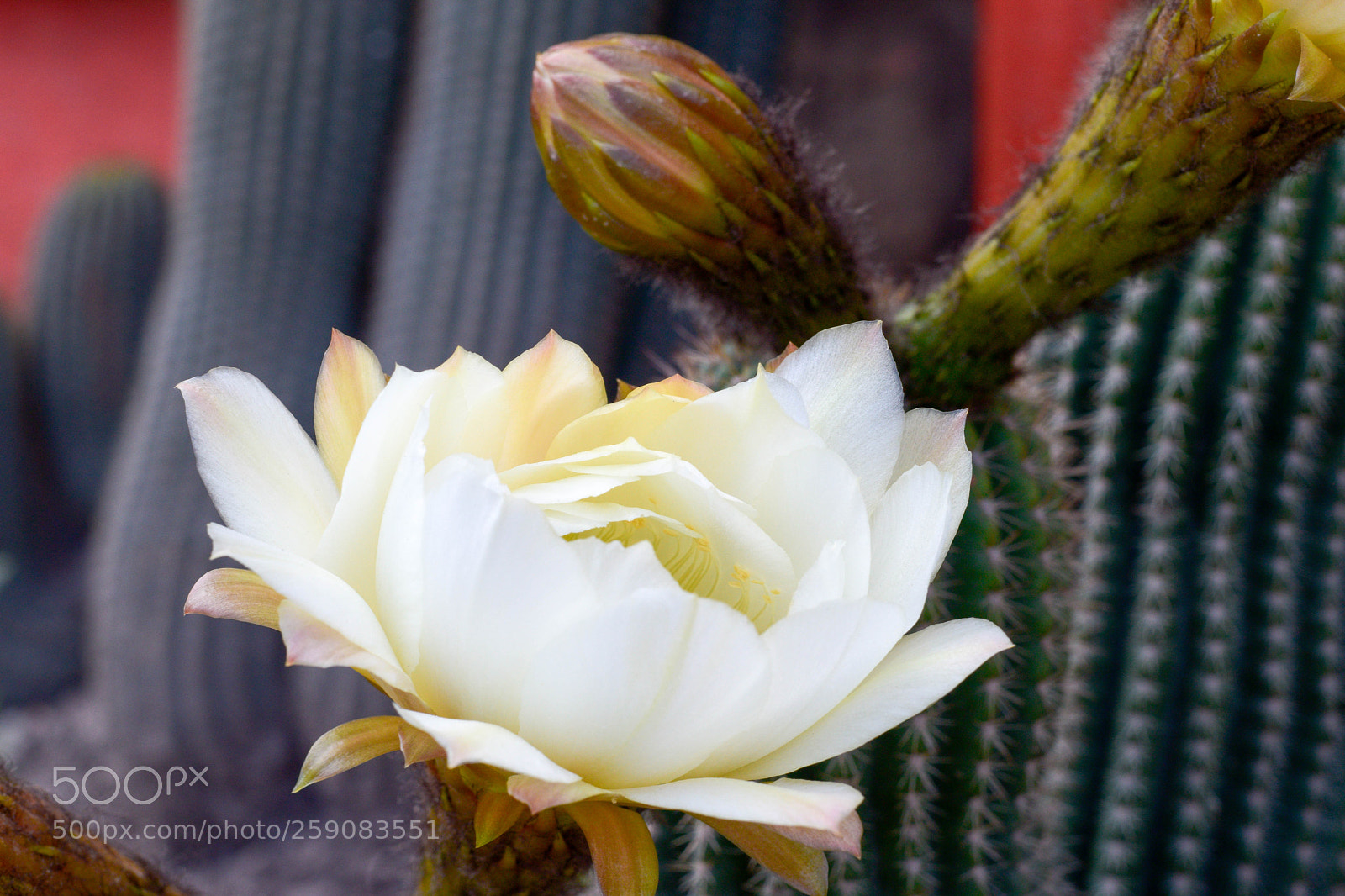 Nikon D5300 sample photo. Flor del cactus photography