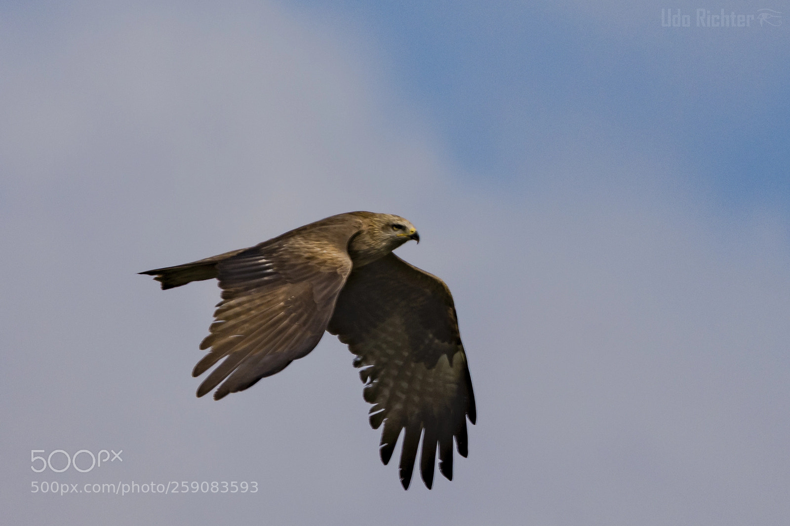 Nikon D7200 sample photo. 'black kite milvus migrans photography