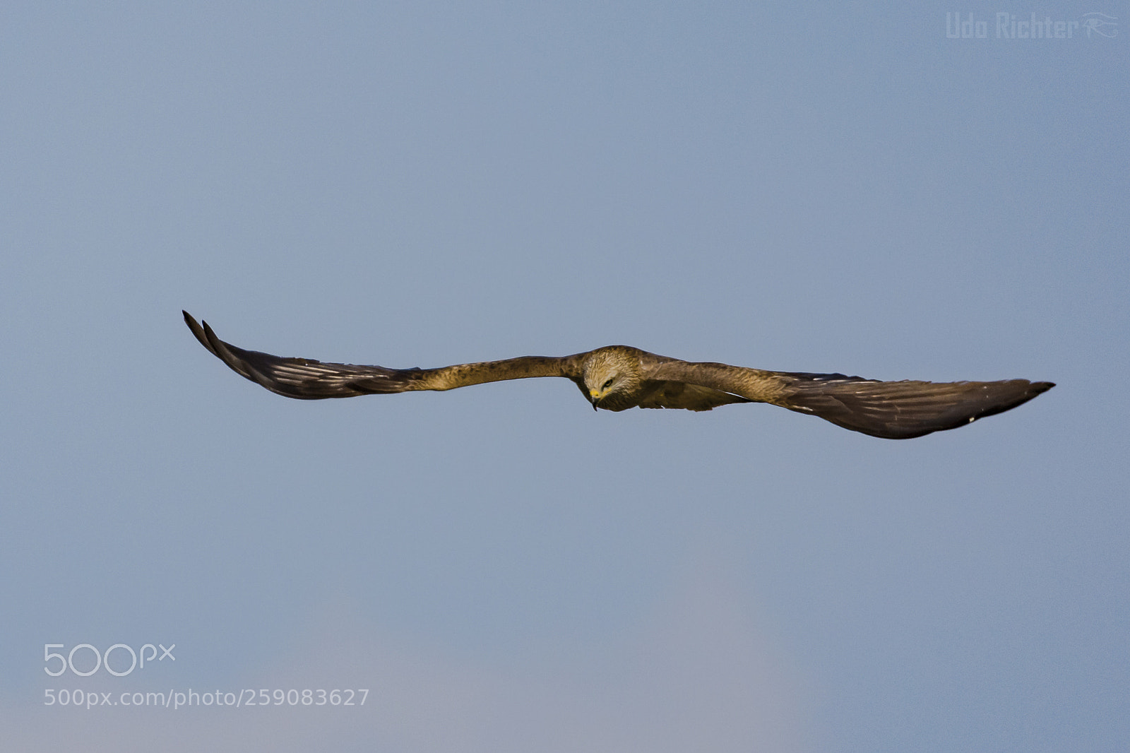 Nikon D7200 sample photo. 'black kite milvus migrans photography