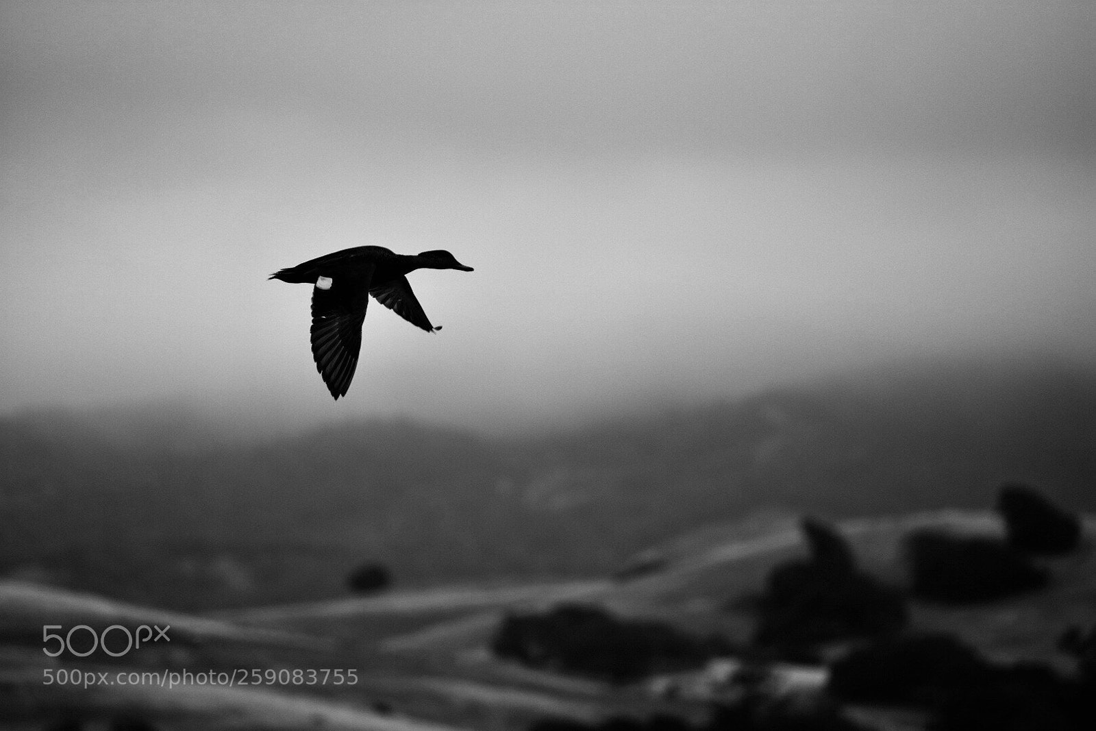 Nikon D3400 sample photo. Flight photography