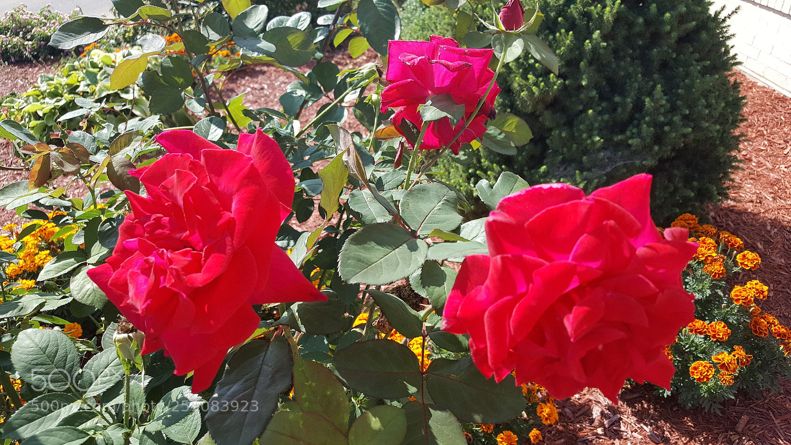 Samsung Galaxy Note5 sample photo. Red photography
