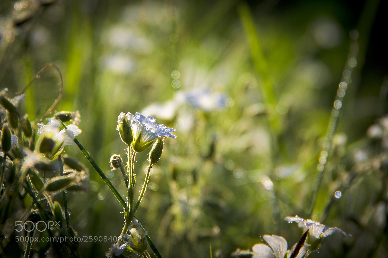 Pentax K-70 sample photo. Some little wild white photography